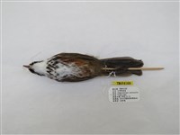 藏品(小彎嘴)的圖片